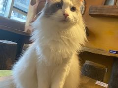 -猫猫幼稚园·撸猫·桌游·电玩