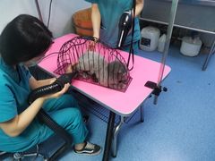 -中农大我爱我爱24h动物医院·中医针灸·猫专科·骨科医疗中心(双井店)