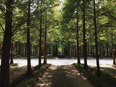 -日照海滨国家森林公园