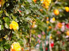 -国家植物园南园