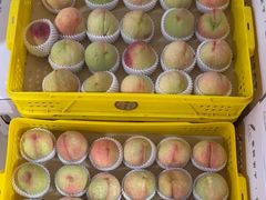 -老袁家蜜桃农场·阳山水蜜桃