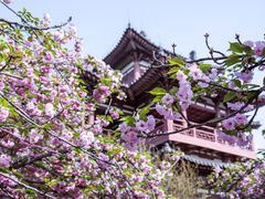 -西安青龙寺遗址景区