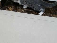 -瑞鹏宠物医院·猫科·宠保定点(梅溪湖分院)