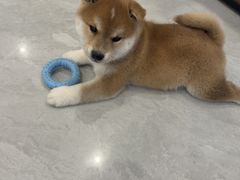 -柴犬小屋·柴餐厅·狗咖食堂(金鼎广场店)