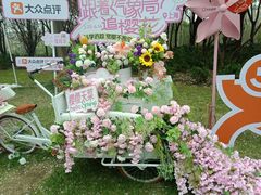 -顾村公园