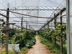 -马陆小张葡萄园农家乐