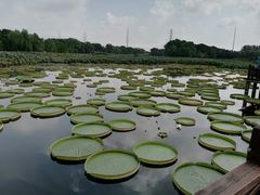 -荷塘月色湿地公园·向阳花洲