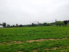 -花博汇(知音花月夜)