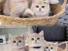 -lincat·猫舍(广州店)