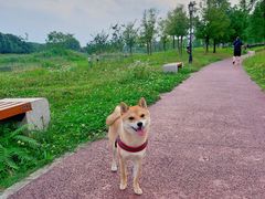 -两河城市森林公园
