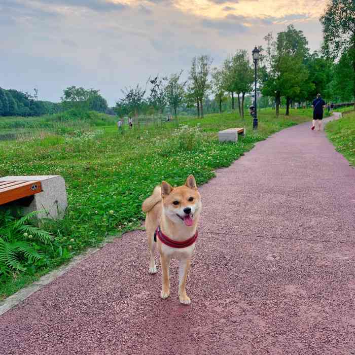 成都两河森林公园图片