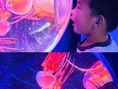 -海合安成都极地海洋公园