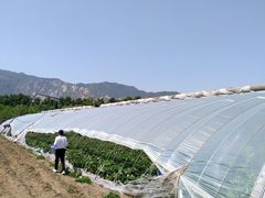 -大自然农场蔬菜草莓采摘园