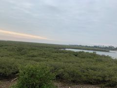 -北海金海湾红树林生态旅游区