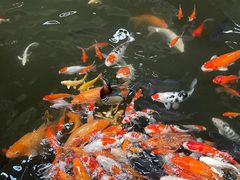 -南宫五洲植物乐园