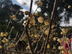 -昆明植物园