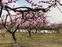 -樂桃源奉贤黄桃种植采摘基地
