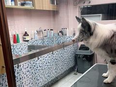 -FAELING PETS美天灵宠物(富力广场店)