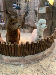 点击看大图 -宝燕乐园(闵行旗舰店)