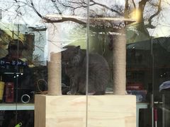 -黑八私房老北京炸酱面