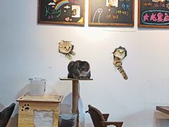 -猫爪屋猫咖(乐汇城店)