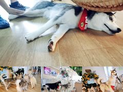 -Husky Go! 哈士奇体验馆·宠物咖啡厅狗咖