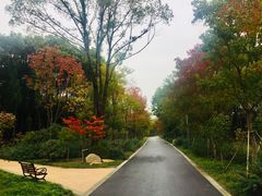 -昆山城市生态森林公园