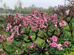 -南汇桃花村