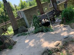 -都江堰中华大熊猫苑