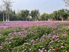 -五缘湾湿地公园
