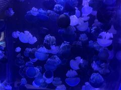 -海合安青岛极地海洋公园