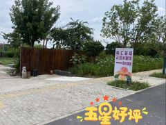 -南汇新场正宗水蜜桃采摘