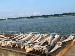 -大湾区中央湿地公园