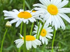 -贡湖湾湿地公园