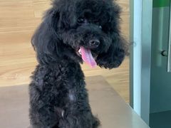 -爱侣宠医·鹦鹉专科·小型哺乳类·异宠专科(灵石路店)