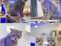 -喵园·猫主题咖啡厅·撸猫·猫咖(国贸店)