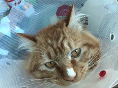 -康乐宝动物医院