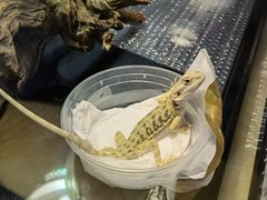 -酷以爬仙阁实体爬宠店·守宫·蜥蜴·专业繁育