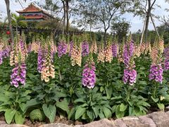 -广州莲花山旅游区