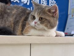 -全心全意连锁动物医院·微创中心·内科急重症·心脏专科(丰管路店)