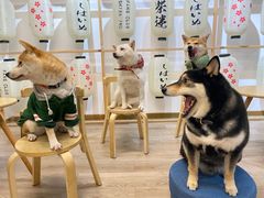 -柴迷FANS CLUB·柴犬狗咖·猫咖