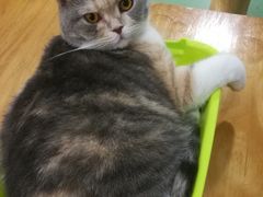 -藦茜花园宠物主题亲子互动体验馆(国顺东路店)