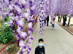 -嘉定紫藤园