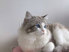 -佳雯宠物医院(四明中路分院)