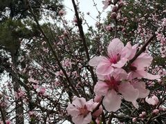 -苏州上方山国家森林公园