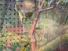 -上海大自然野生昆虫馆(东方明珠·爬宠昆虫探索中心)