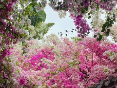 -深圳国际园林花卉博览园