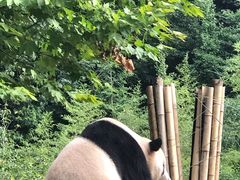 -都江堰中华大熊猫苑