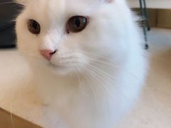 -飞行喵MR PILOT|猫舍·猫咖(静安大融城店)