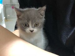 -喵zoo家庭繁育猫舍(尖东智能花园店)